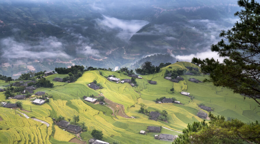 Dawn on rice fields prepares the harvest at northwest Vietnam