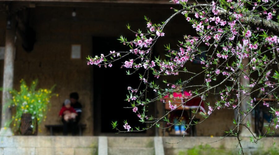 Spring-in-Lao-Chai-village-in-Ha-Giang-Vietnam-with-peach-blossoms