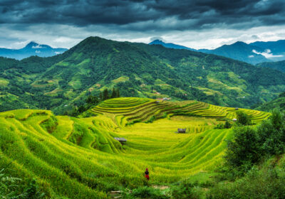 hoang su phi rice terraces