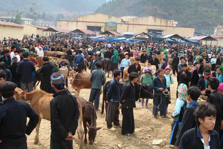 Cattle Market Meo Vac