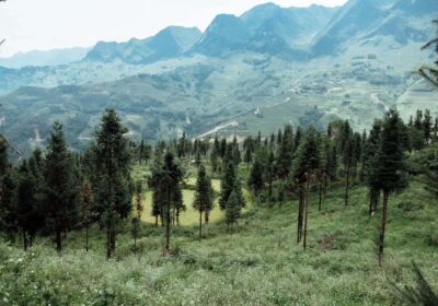 Yen Minh pine forest