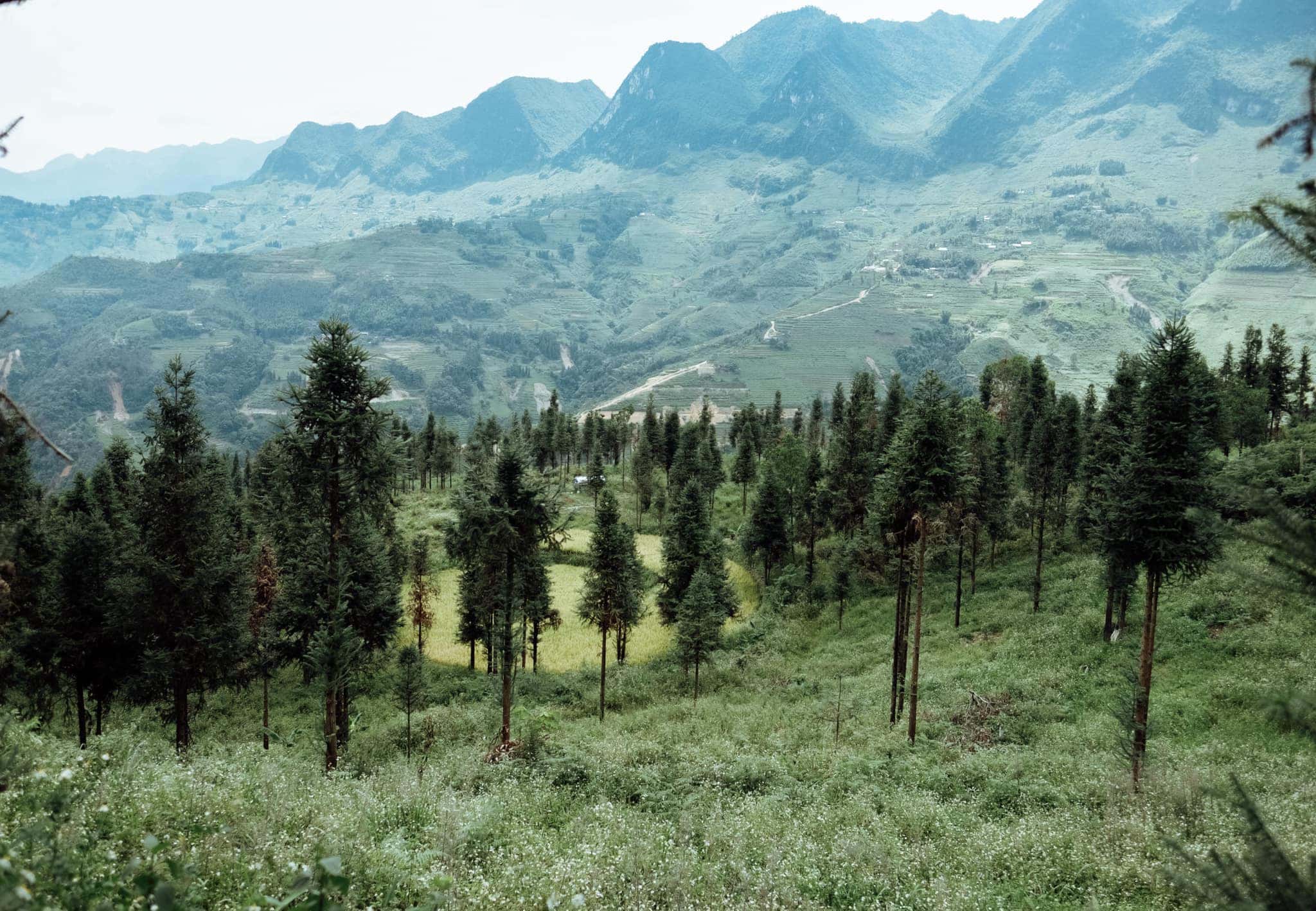Yen Minh pine forest